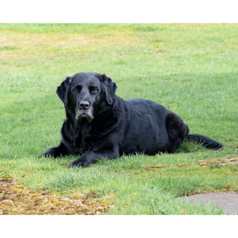 Is It Time to Let My Senior Pet Go?