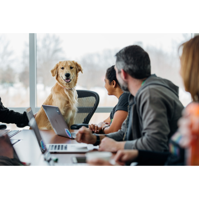 Take Your Pet to Work: How to Prepare Your Pet for the Workplace