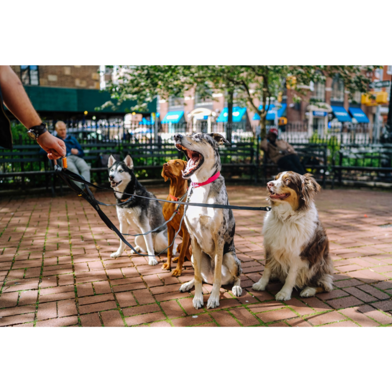 How Do I Know When Im Ready to Foster a Second Pet?