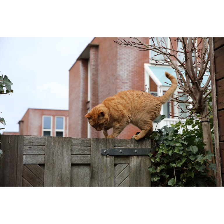 New Pet Owner? Here’s What You Need to Know about Pet Microchipping