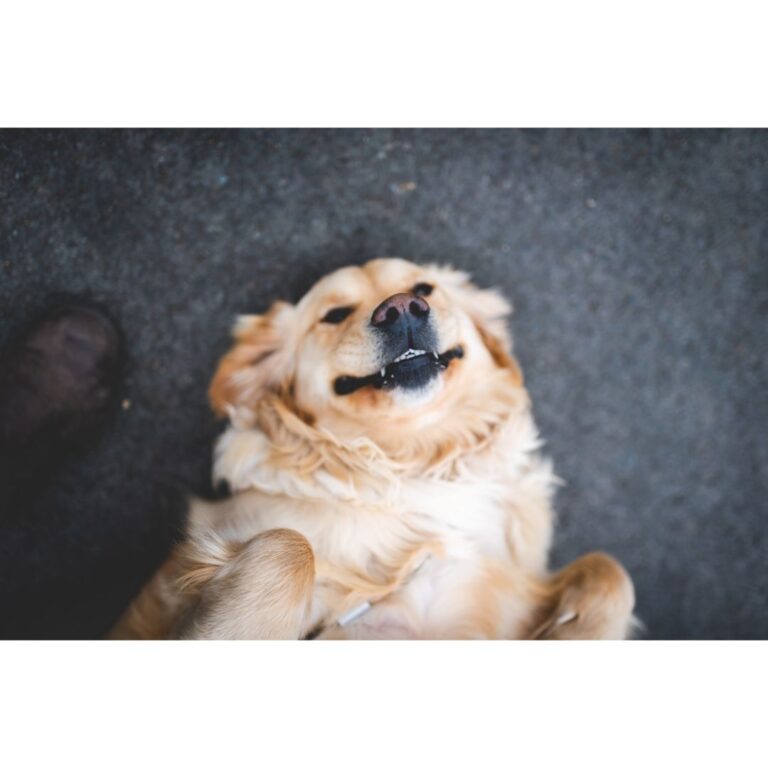 Popular Questions About Pet Vaccines