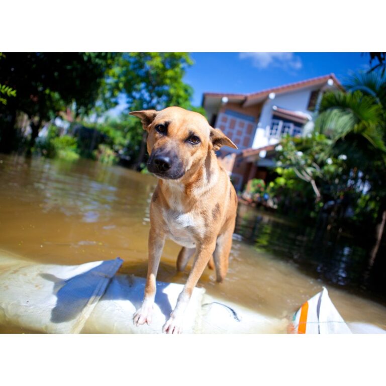 How To Create A Pet Disaster Plan