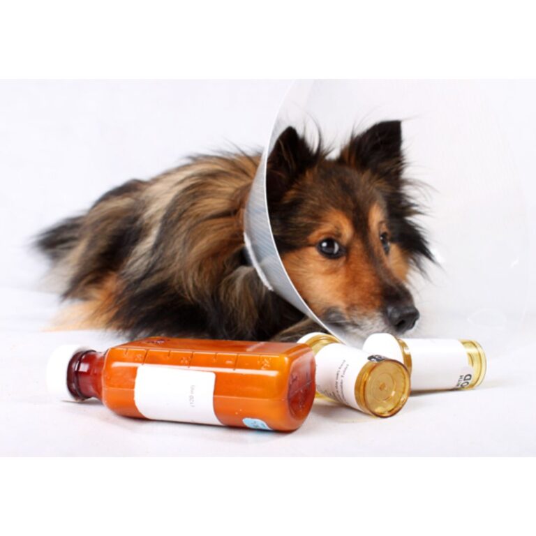 5 Tips To Safely Medicate Your Pet