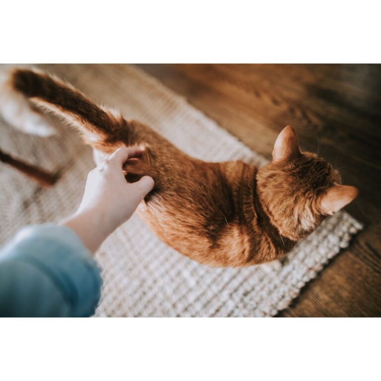 3 Enrichment Tips For Your Cat