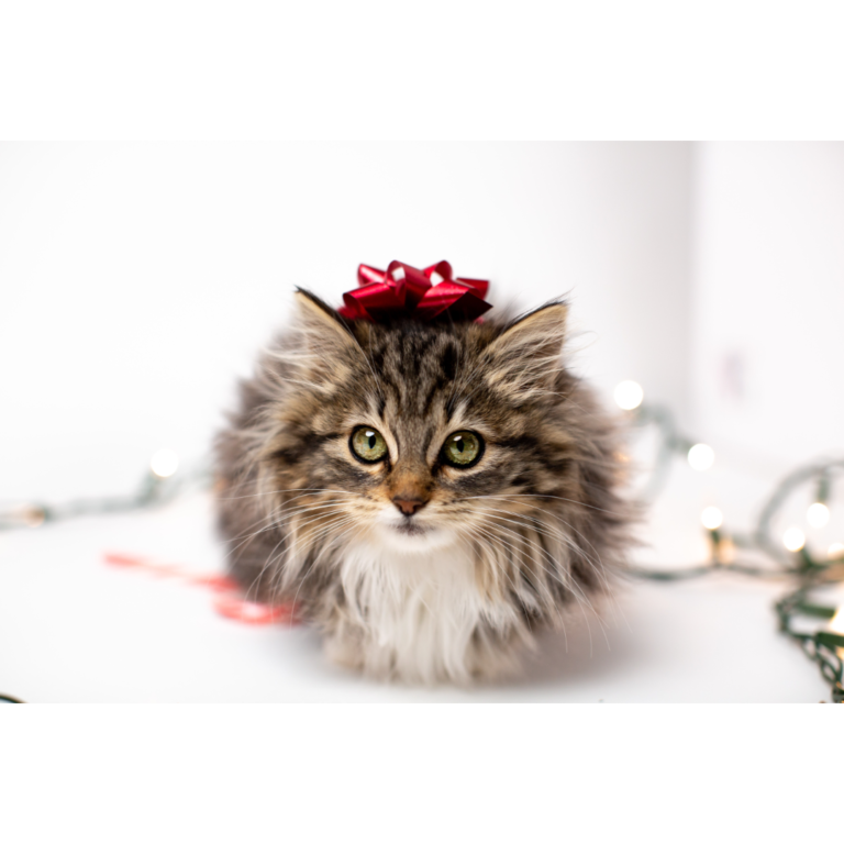 4 Easy DIY Holiday Pet Toys