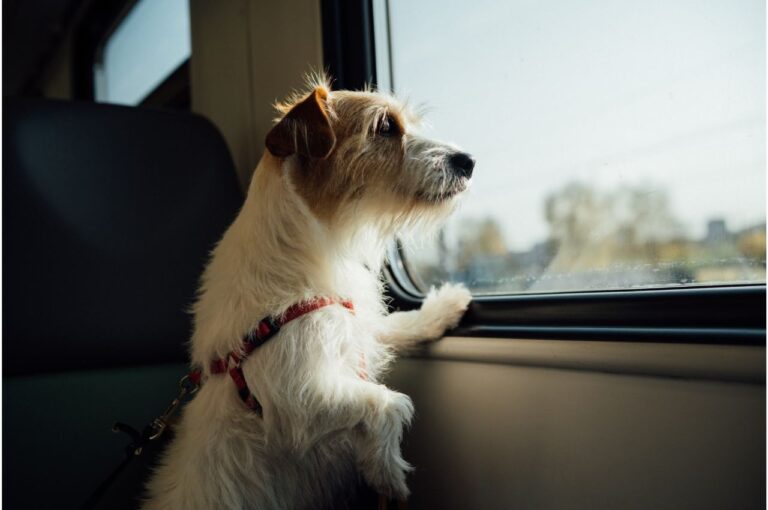 How to Prepare for Traveling with Your Pet