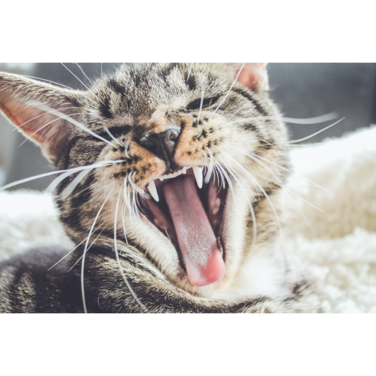 Make Pet Dental Care a Priority in 2022