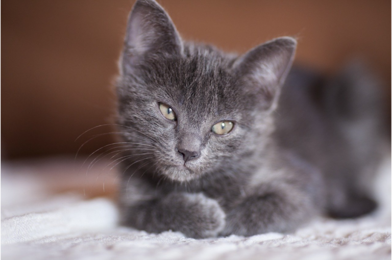 Common Pet Toxins You Should Be Aware Of