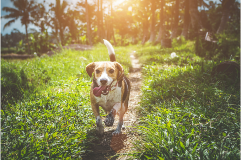 3 Tips To Prevent Lyme Disease in Your Dog