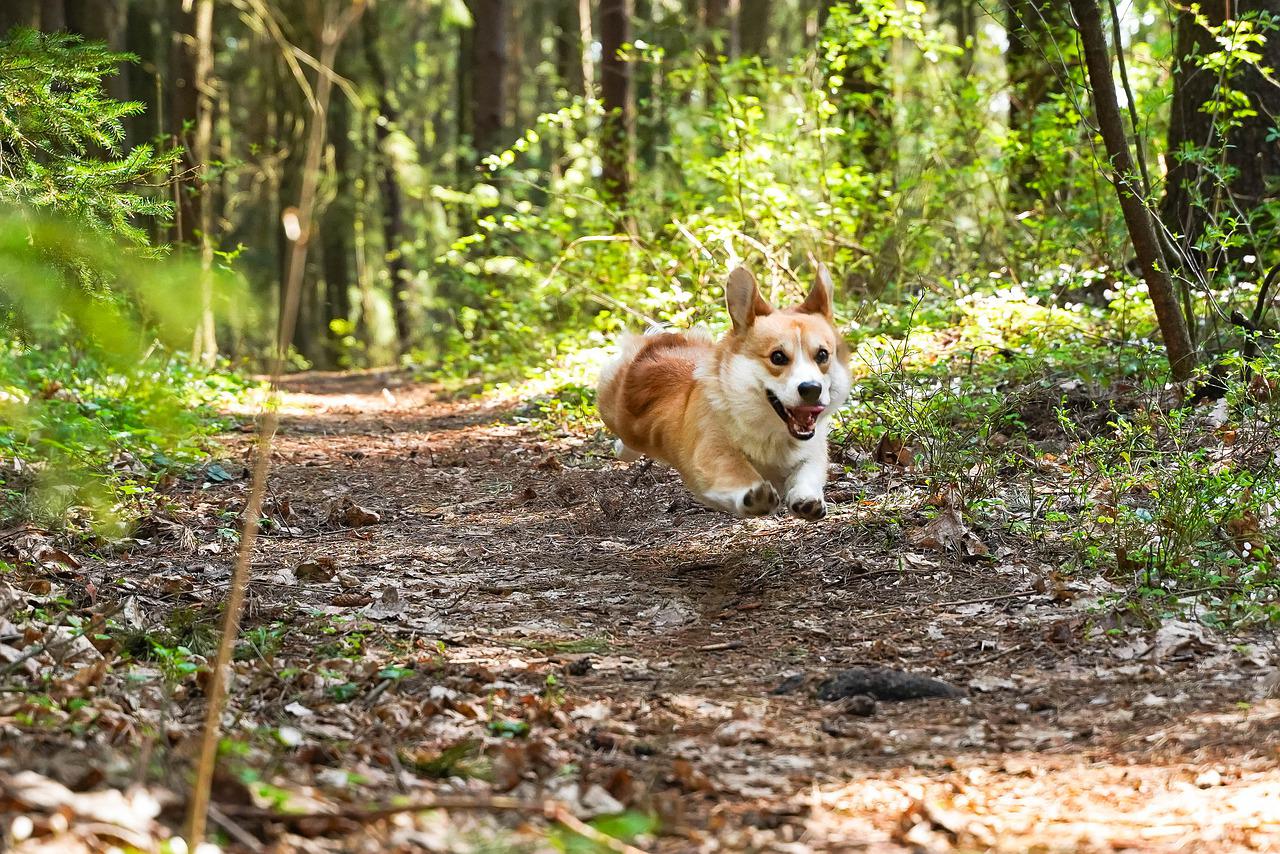 Action shot of a Corgi running through the woods