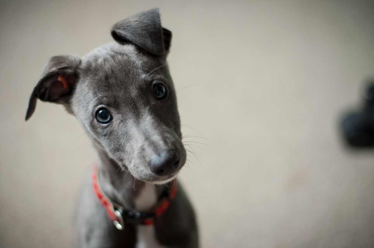 Gray Italian Greyhound puppy with blue eyes wearing a red collar