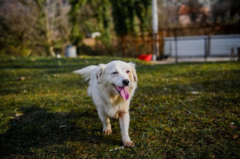 Small white dog running through field