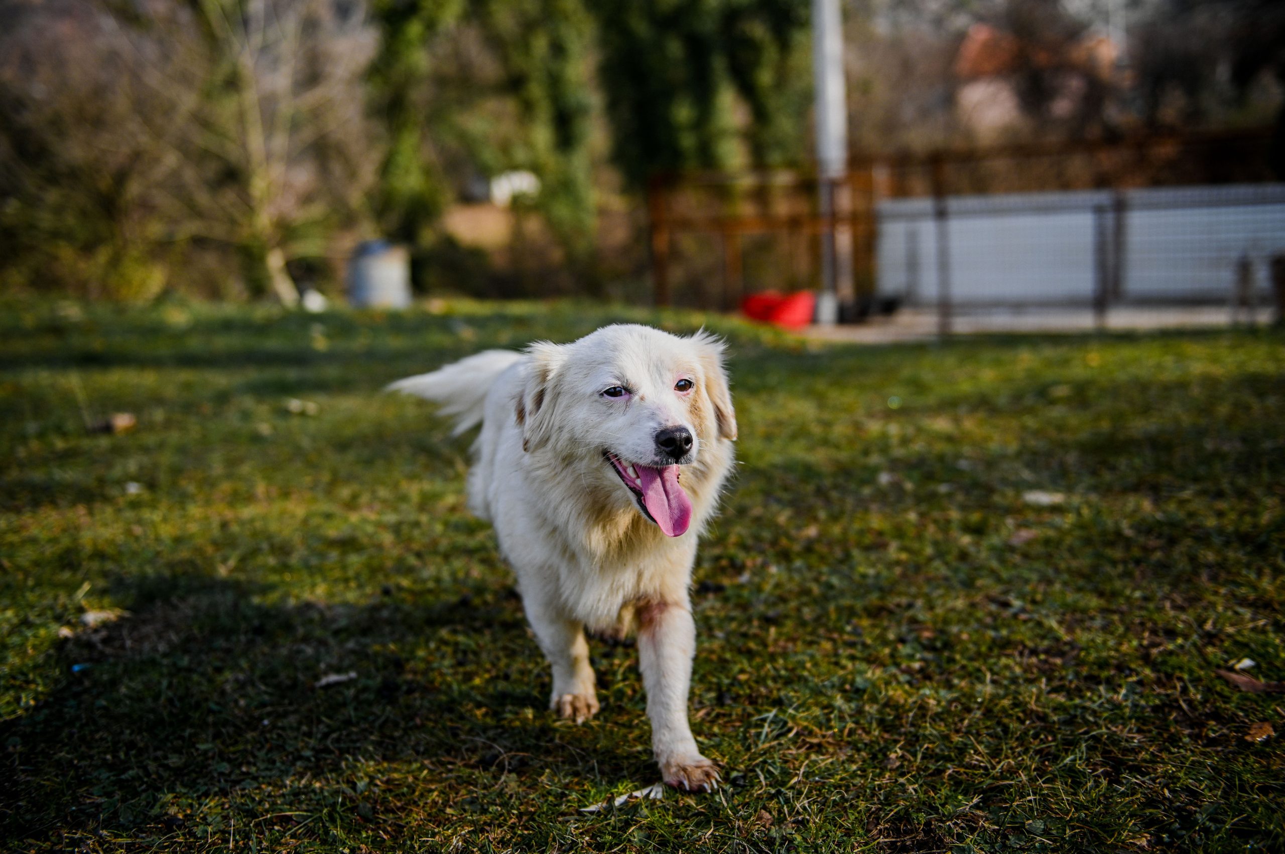 Small white dog running through field