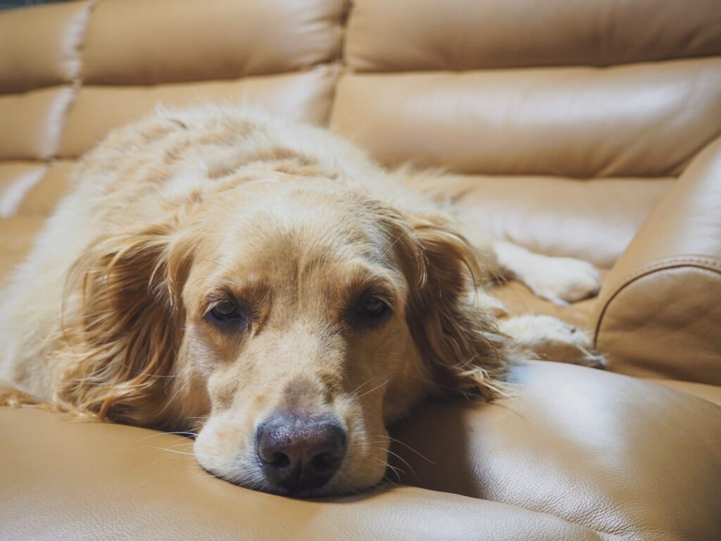 Golden retriever laying on a couch