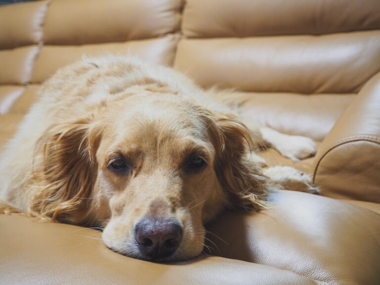 Golden retriever laying on a couch