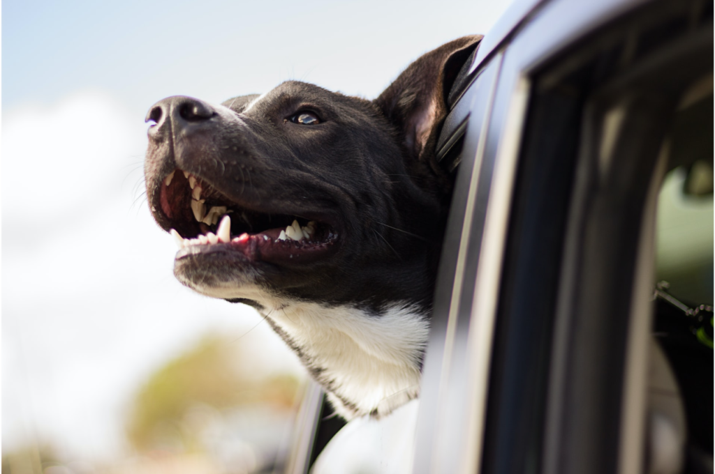 Black and white dog sticking its head out the window of a moving car.