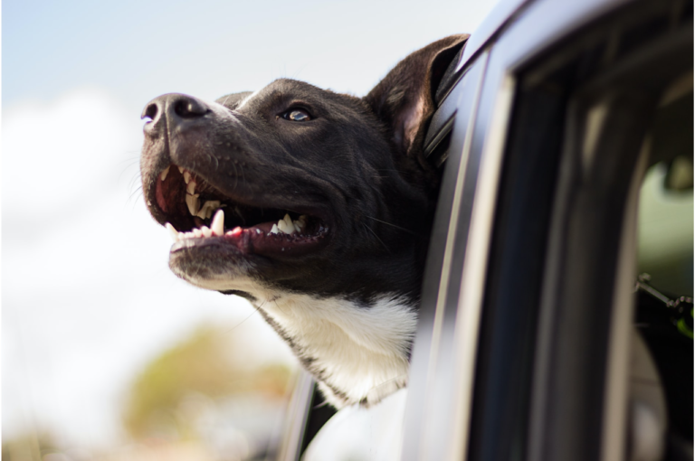 Black and white dog sticking its head out the window of a moving car.