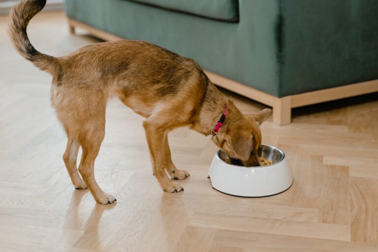 What Should and Should Not Be on Your Pet’s Thanksgiving Plate