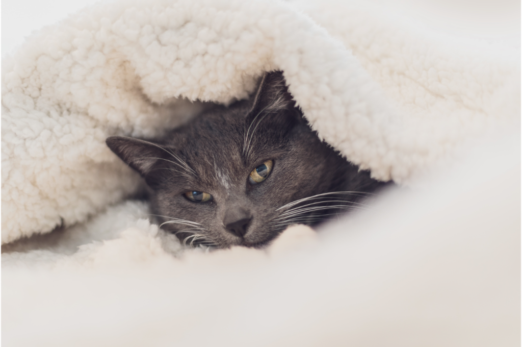 British Shorthair cat snuggling under a white fuzzy blanket