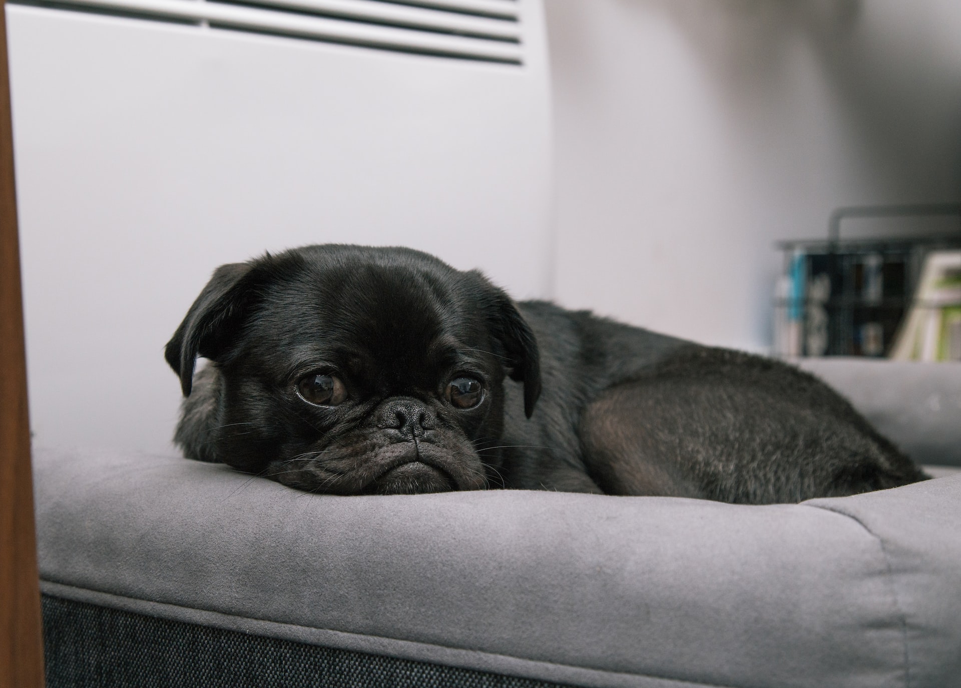 Black pug lying down on a gray bed