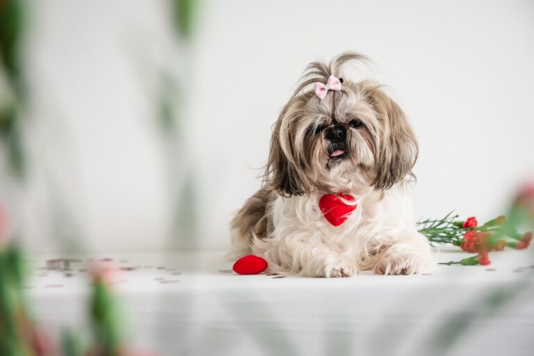 White and gray dog laying with bow