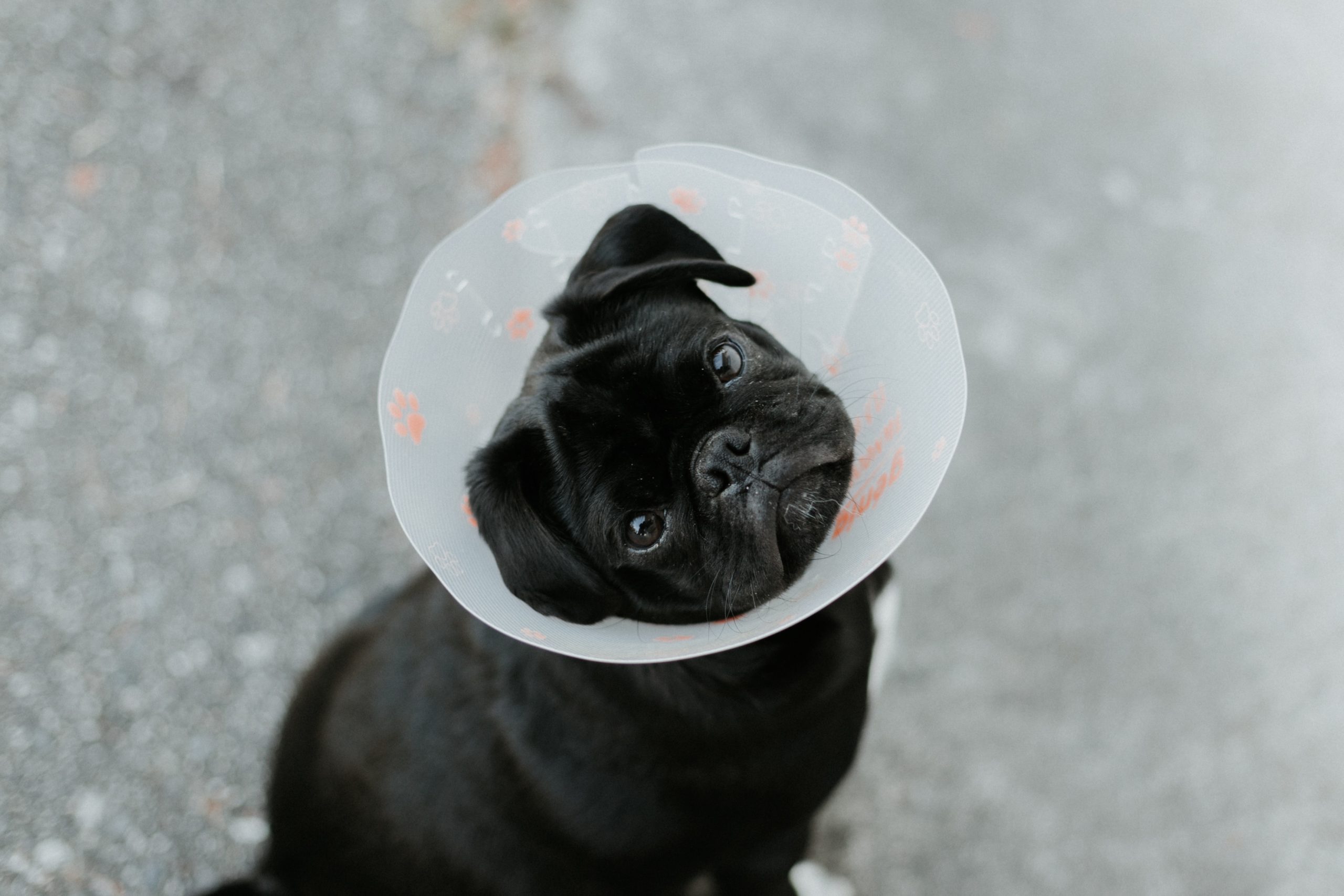 Black pug looking at the camera with a cone around their head