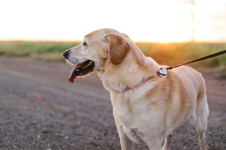 Yellow lab on a leash at sunset
