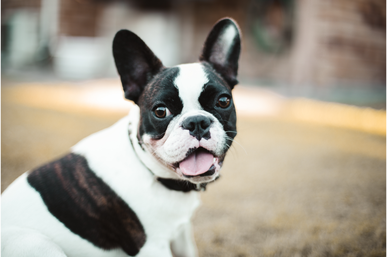 Black and white Boston Terrior looking at camera with tongue partially out