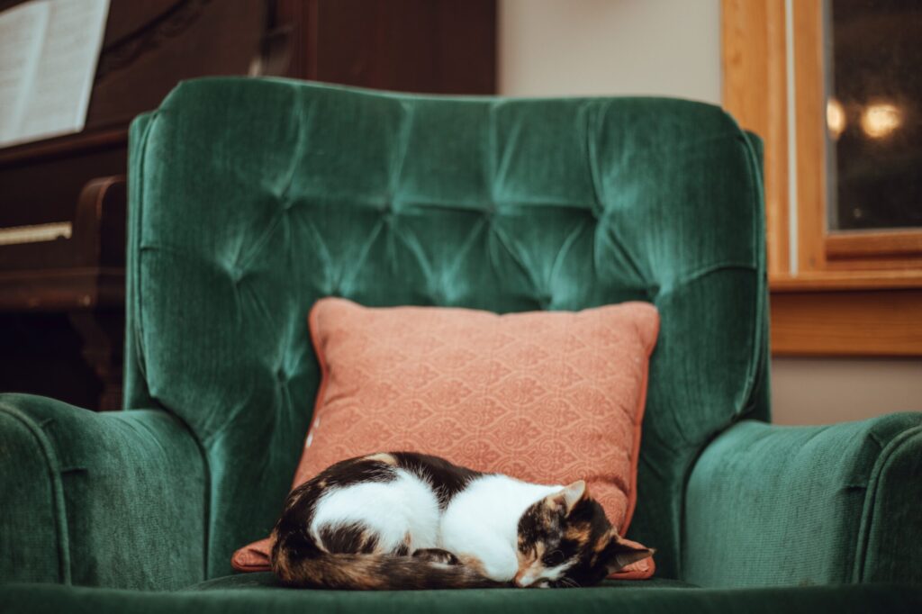 Multi-colored cat curled up on a green chair