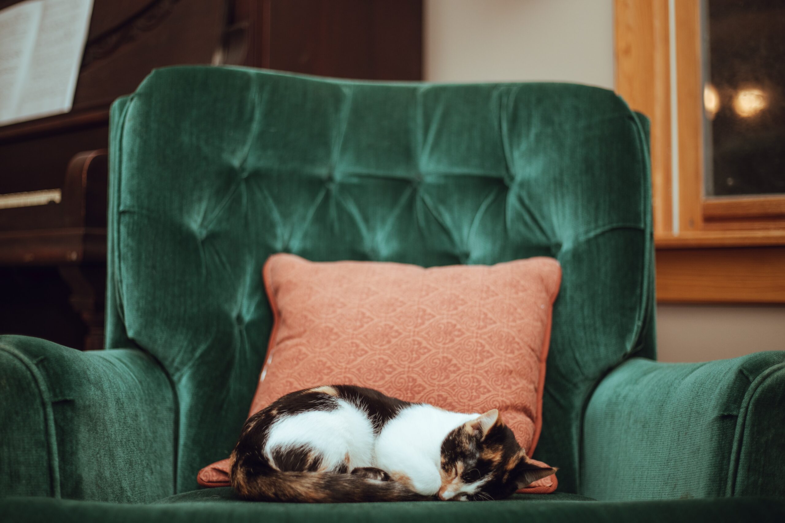 Multi-colored cat curled up on a green chair