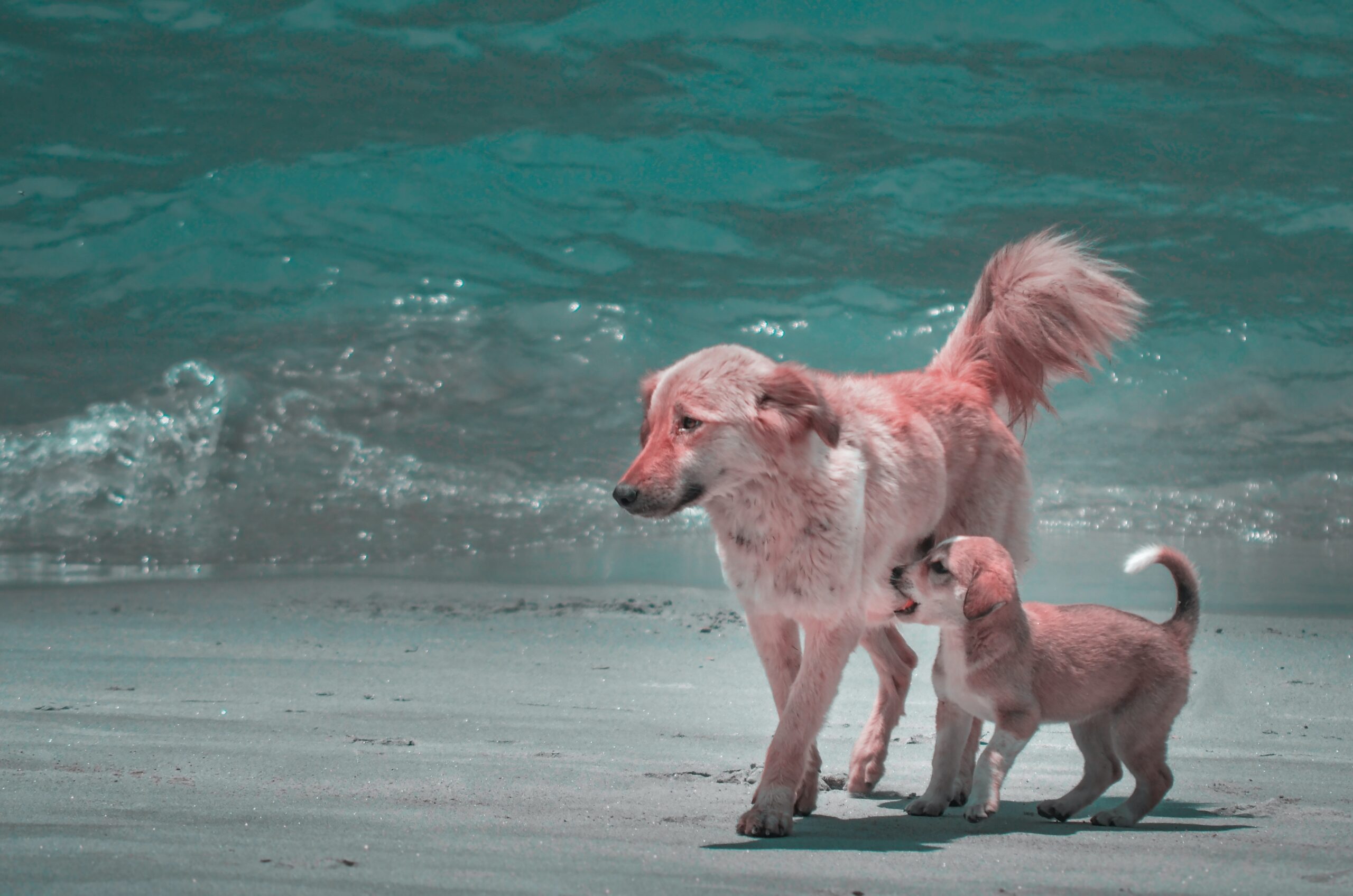 Golden retriever and puppy walking along the beach