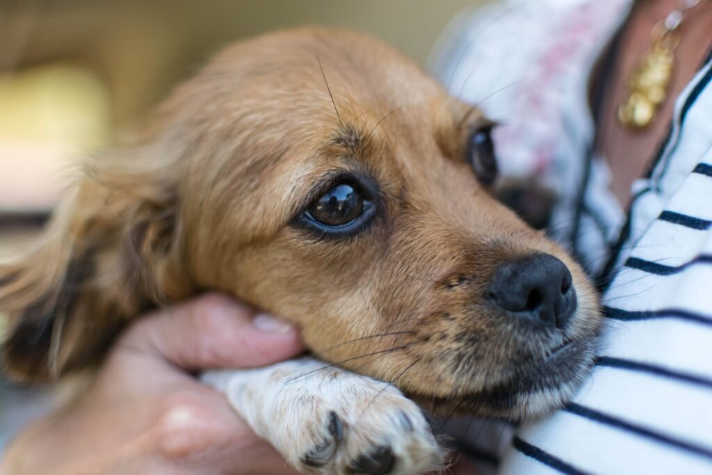 Puppy being held in their owners arms looking scared