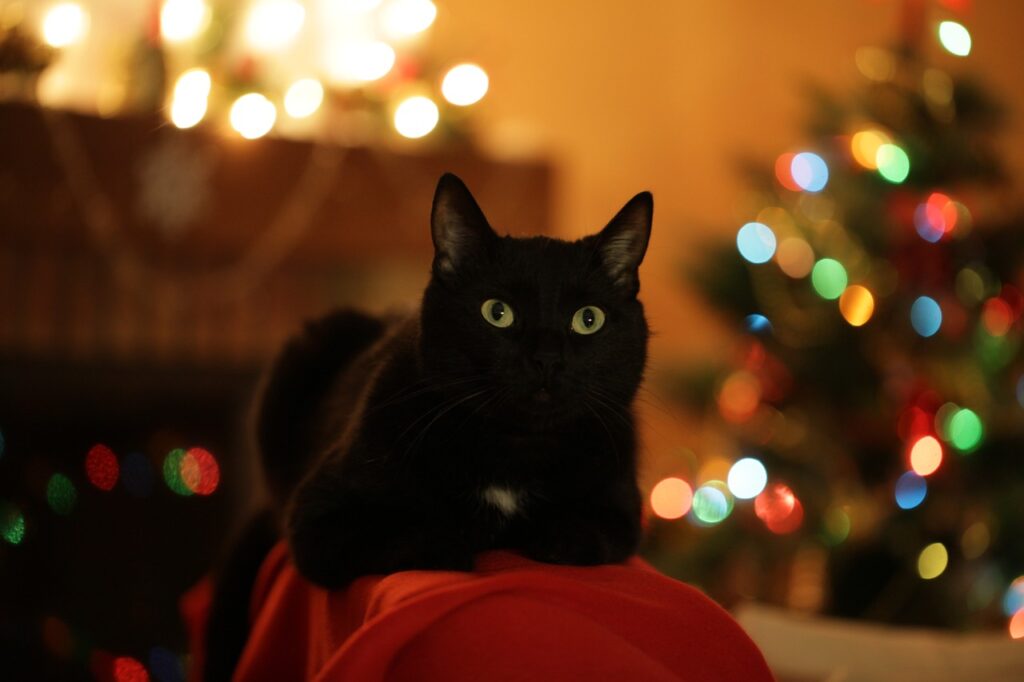 Black with sitting near a lit Christmas tree