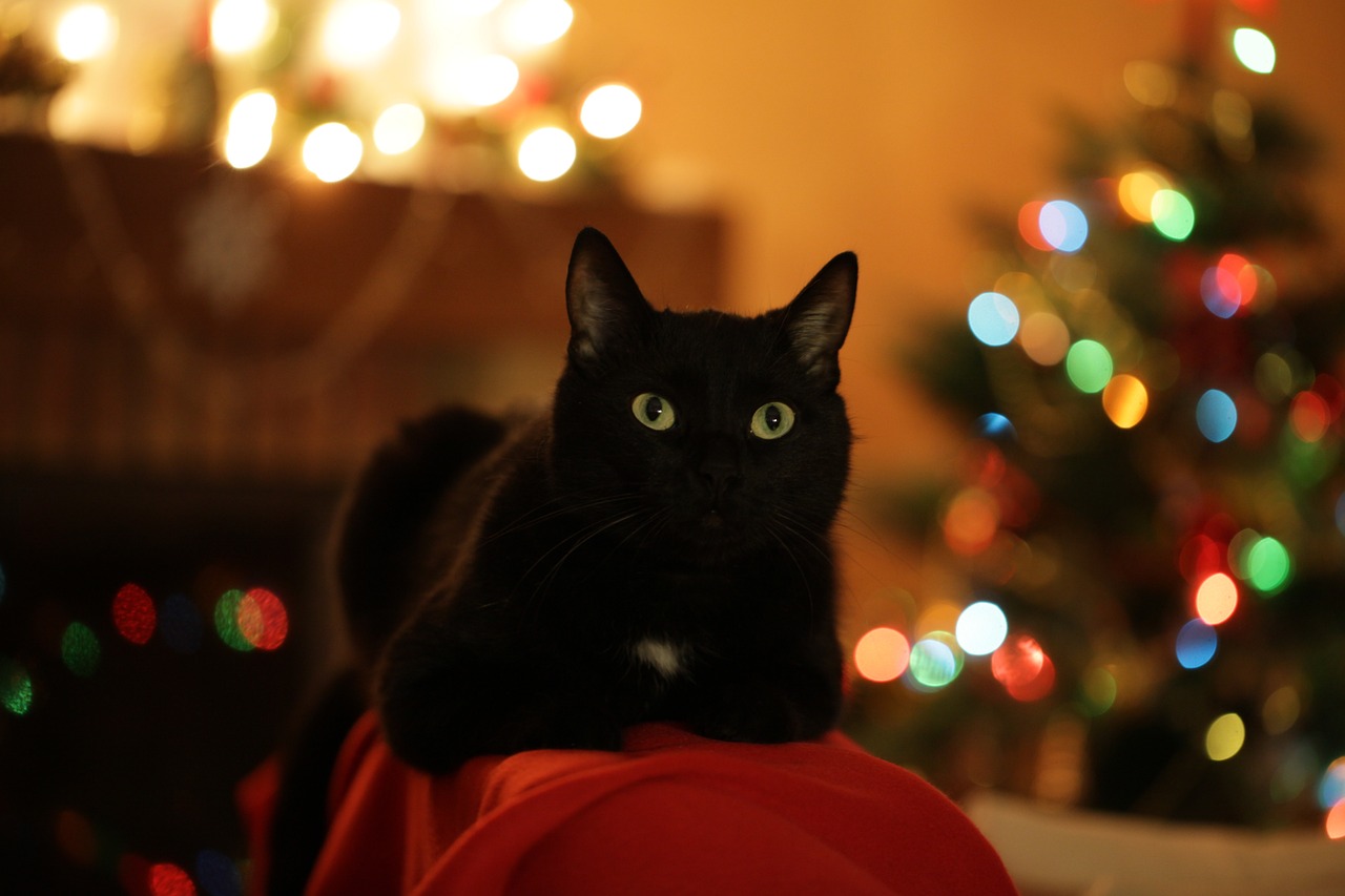 Black with sitting near a lit Christmas tree