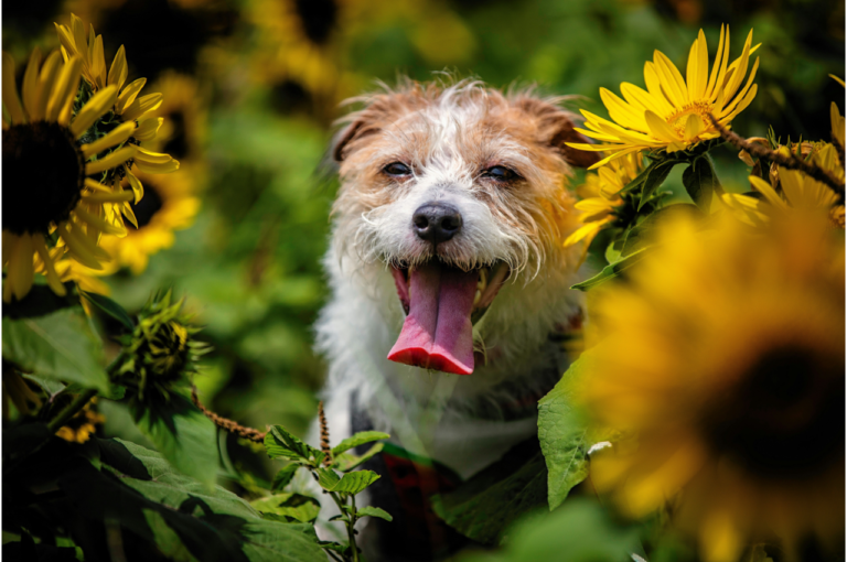 Jack Russell Terrier sitting in a sunflower field