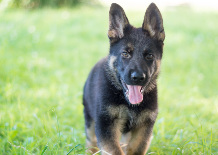 Speed Counts With Canine Bloat