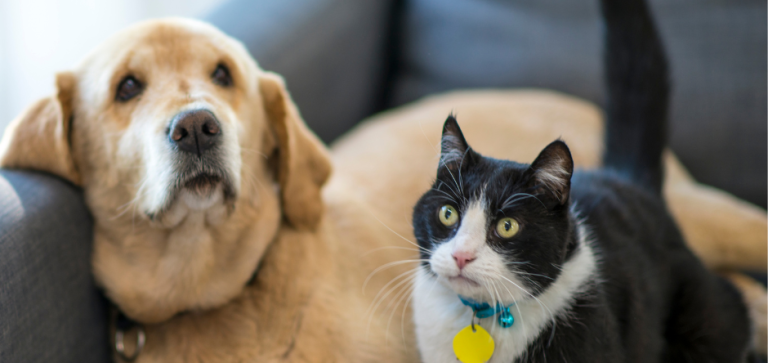 When Does Your Pet Need Emergency Care?