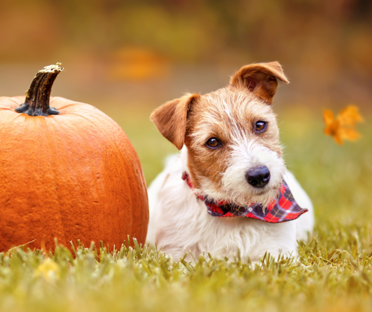 Oz’s Guide to Thanksgiving Treats