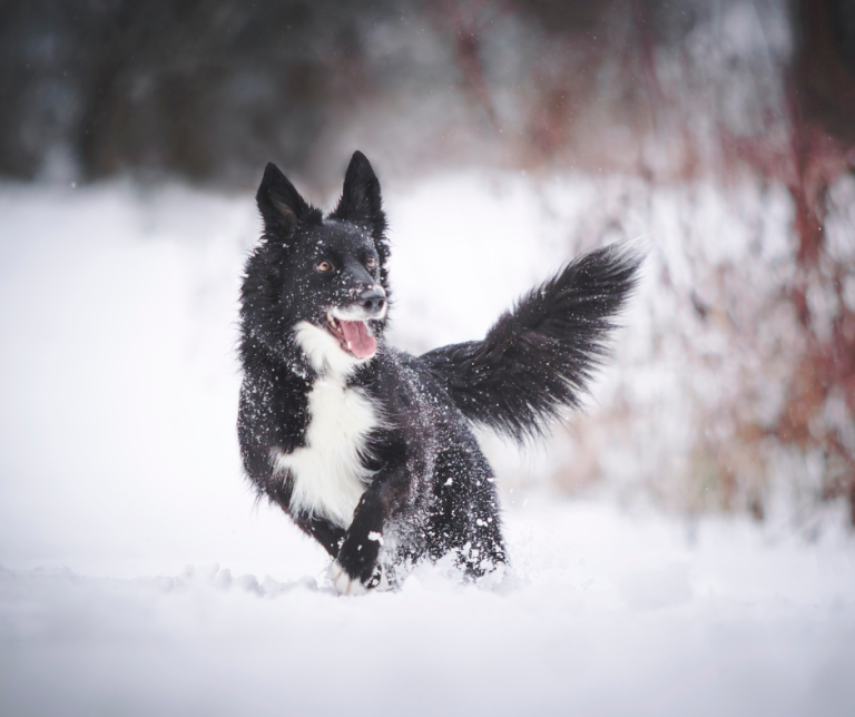 Protect Your Pet From Windy City Winter!