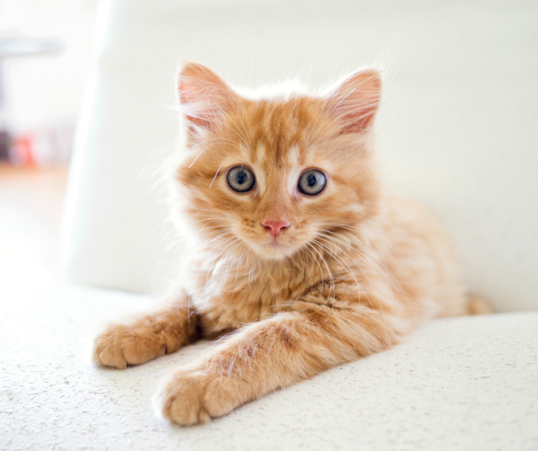 Calming Your Cat: Tips from a Feline-Friendly Vet