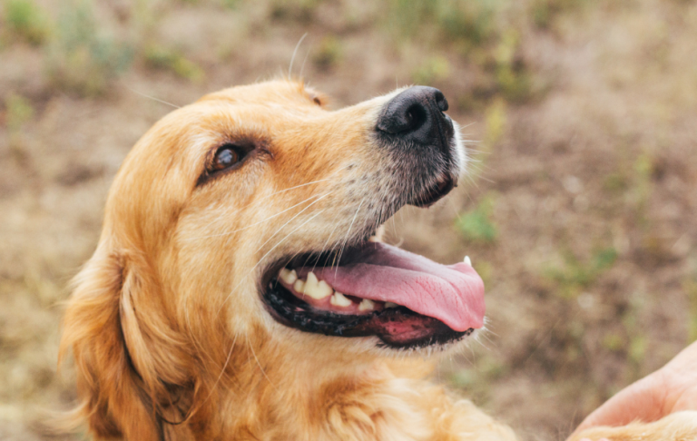 The Heart-Kidney Connection: Why Your Pet’s Internal Teamwork Matters