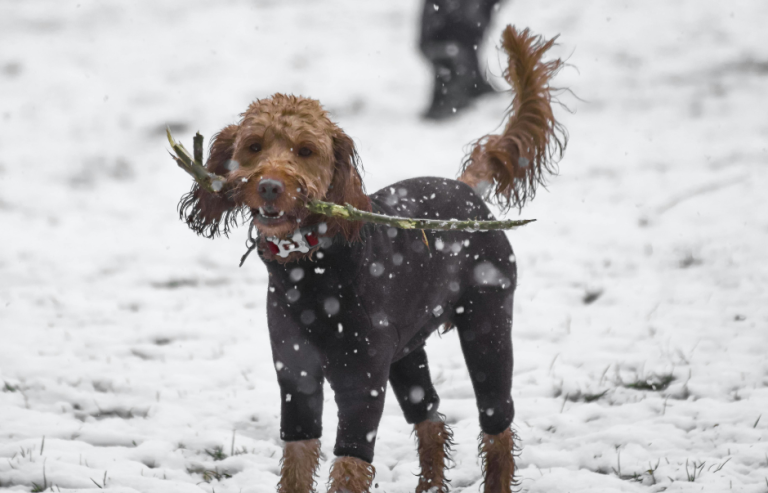 My Dog Ate What? Step By Step Instructions for Handling Obstructions