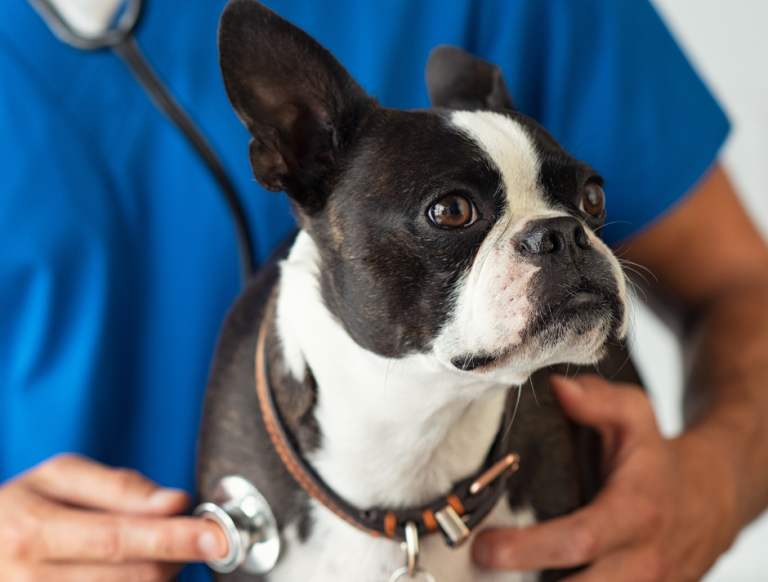 Protecting Your Pet’s Heart Health