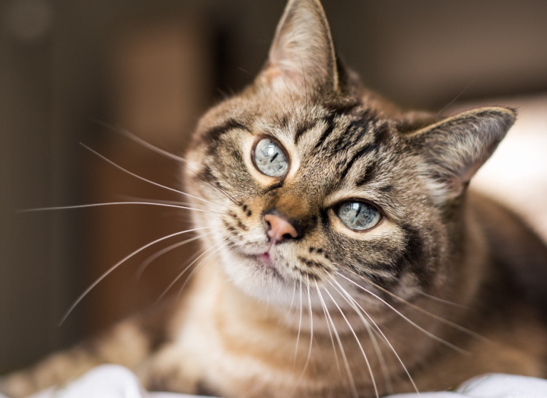 Bird Flu (H5N1) in Cats: Symptoms, Risks, and How to Protect Your Pet