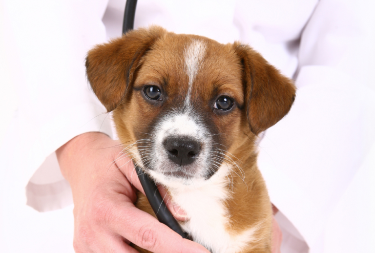 Heartworm Prevention & Simple Steps to Protect Your Pet