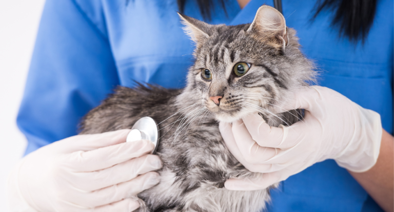 5 Features That Define a Cat Friendly Practice