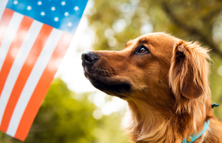 Summer Safety: Managing Firework Anxiety & Pet Stress