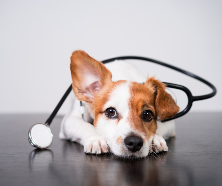 5 Reasons Your Pet Needs an Annual Wellness Exam