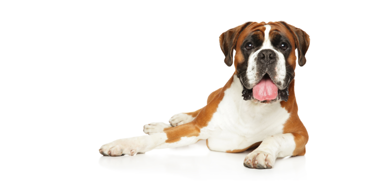 Hot Cars & Summer Heat: A Guide for Chicago Pet Owners