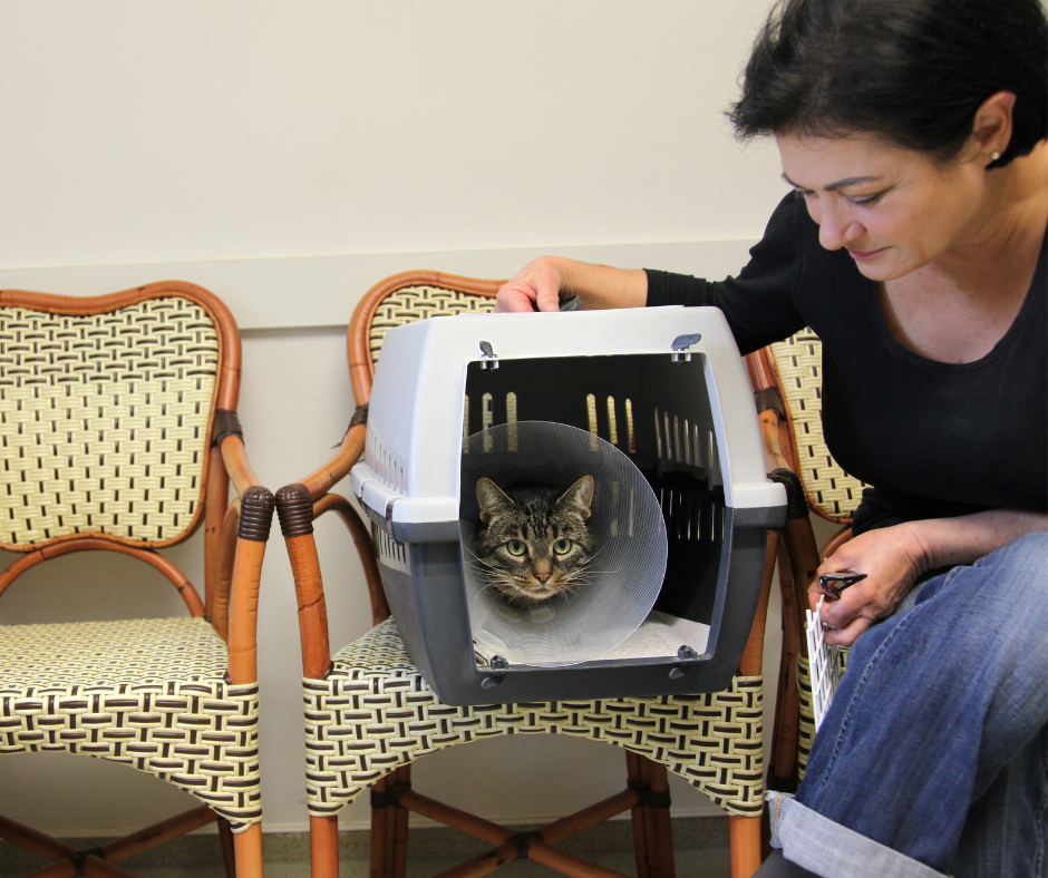 cat in cat carrier in vet office with owner showing signs of anxiety